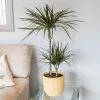 Dracaena Marginata Magenta | 19cm Pot -Perennial Plants Sales Store HP30000143 1508