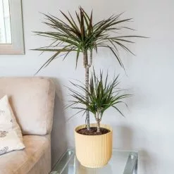 Dracaena Marginata Magenta | 19cm Pot
