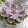 Echeveria Perle Von Nürnberg | 12cm Pot -Perennial Plants Sales Store HP30000144 4d94