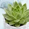 Echeveria Agavoides | 12cm Pot -Perennial Plants Sales Store HP30000145 f684