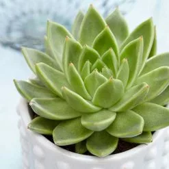Echeveria Agavoides | 12cm Pot