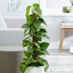 Epipremnum Aureum | 19cm Pot