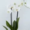 Phalaenopsis Grandiflorum White | 12cm Pot 2 Phalaenopsis Grandiflorum White | 12cm Pot -Perennial Plants Sales Store HP30000162 5f82