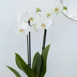 Phalaenopsis Grandiflorum White | 12cm Pot