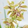 Cymbidium Erythraeum | 14cm Pot -Perennial Plants Sales Store HP30000165 b139