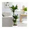Dracaena Fragrans Janet Lind | 21cm Pot
