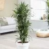 Dracaena Fragrans (Compacta Group) 'White Jewel' (PBR) | 32cm Pot