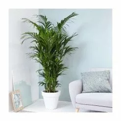 Howea Forsteriana | 32cm Pot