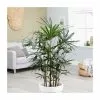 Rhapis Excelsa | 34cm Pot -Perennial Plants Sales Store HP30000182 02b7