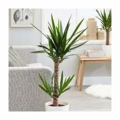 Yucca Elephantipes | 32cm Pot