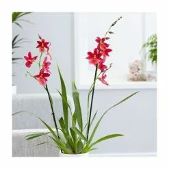 X Oncidopsis Nelly Isler | 12cm Pot