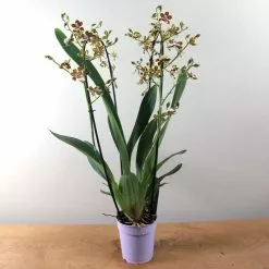 X Colmanara Painter Tropic Jungle | 12cm Pot