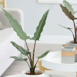 Alocasia Lauterbachiana | 12cm Pot