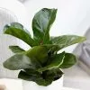 Ficus Lyrata Bambino (PBR) | 12cm Pot