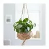 Kokodama: Pilea Peperomioides | 17cm Kokodama -Perennial Plants Sales Store HP30000203 c8f0