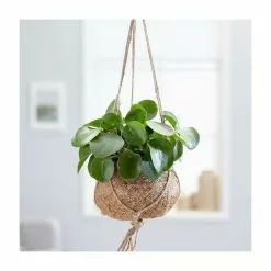Kokodama: Pilea Peperomioides | 17cm Kokodama