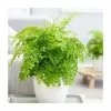Adiantum Raddianum Fragrantissimum | 13cm Pot -Perennial Plants Sales Store HP30000206 10ea