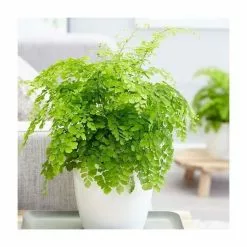 Adiantum Raddianum Fragrantissimum | 13cm Pot