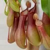 Nepenthes Ventricosa | 11cm Hanging Pot -Perennial Plants Sales Store HP30000210 cc45