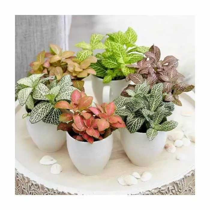 Fittonia Mix | 8.5cm Pot 3 Fittonia Mix | 8.5cm Pot