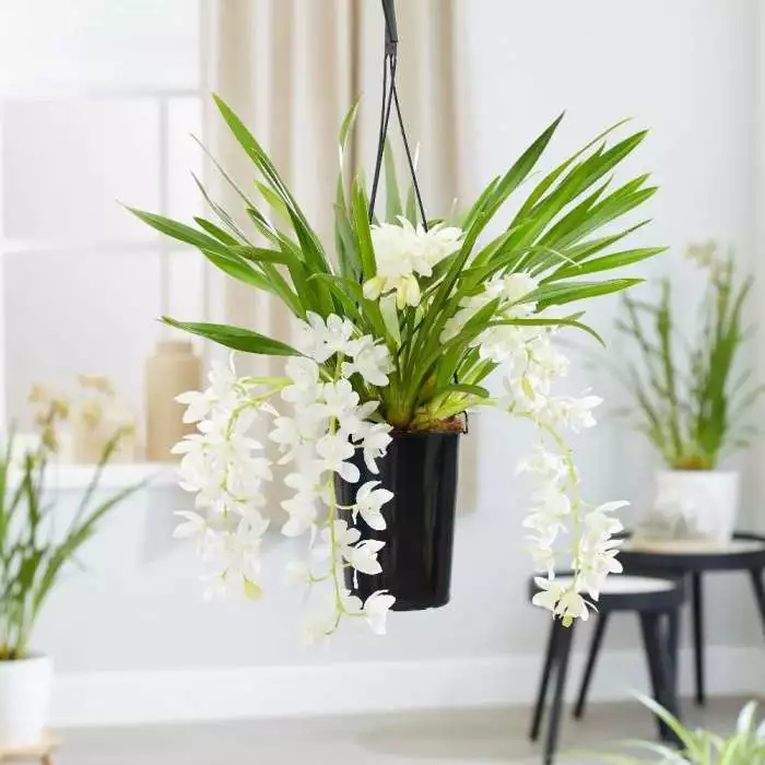 Cymbidium Sarah Jean ('Ice Cascade') | 14cm Pot 3 Cymbidium Sarah Jean ('Ice Cascade') | 14cm Pot