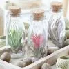 Tillandsia Ionantha | Tillandsia Ionantha -Perennial Plants Sales Store HP30000265 ee14