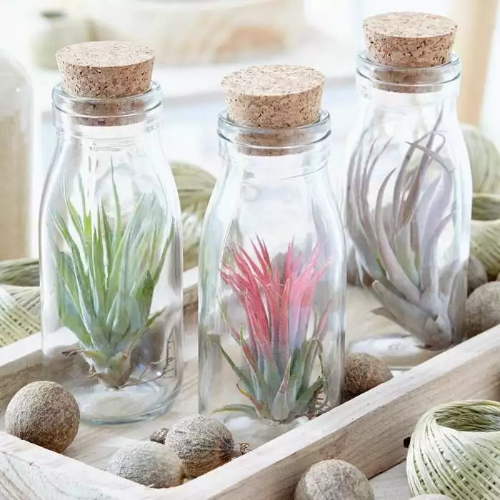 Tillandsia Ionantha | Tillandsia Ionantha 3 Tillandsia Ionantha | Tillandsia Ionantha