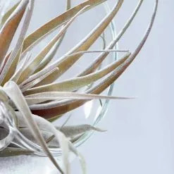 Tillandsia Capitata Peach | 1 Plant