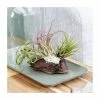 Tillandsia On Bog Wood | -Perennial Plants Sales Store HP30000274 86e9