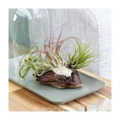 Tillandsia On Bog Wood |