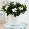 Gardenia Jasminoides | 13cm Pot - 25cm Dia