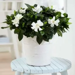 Gardenia Jasminoides | 13cm Pot - 25cm Dia