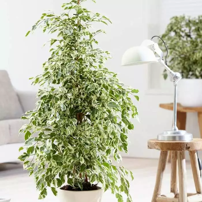 Ficus Benjamina Twilight | 21cm Pot 3 Ficus Benjamina Twilight | 21cm Pot
