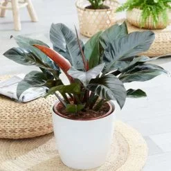 Philodendron Imperial Red | 27cm Pot