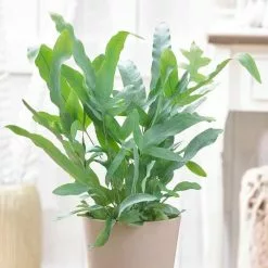 Phlebodium Aureum Blue Star | 12cm Pot