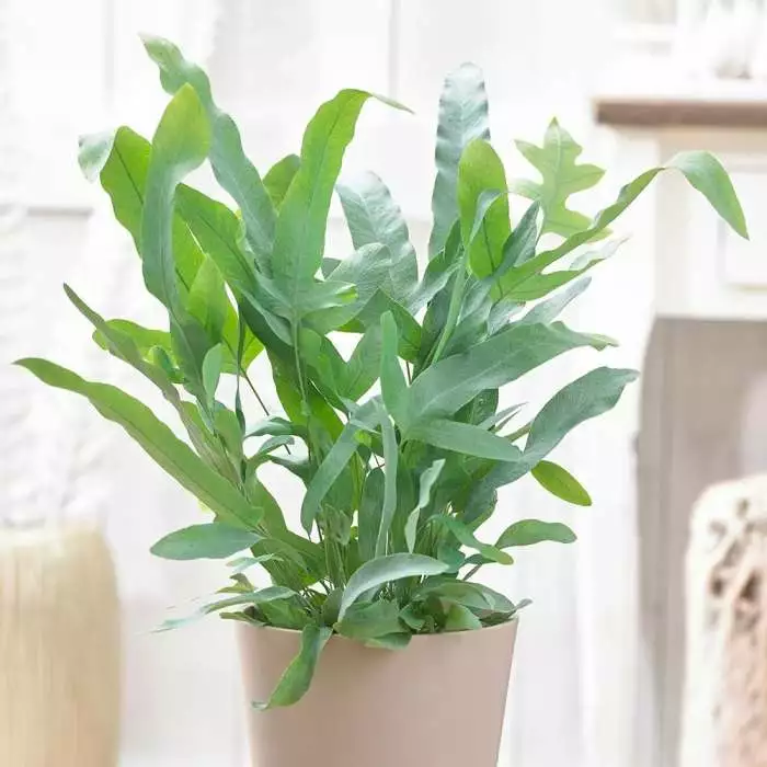 Phlebodium Aureum Blue Star | 12cm Pot 3 Phlebodium Aureum Blue Star | 12cm Pot