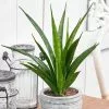 Sansevieria Kirkii Friends | 12cm Pot -Perennial Plants Sales Store HP30000309 1e3a