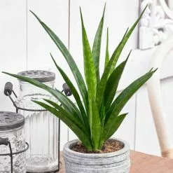 Sansevieria Kirkii Friends | 12cm Pot