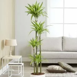 Dracaena Fragrans (Deremensis Group) Lemon Lime | 27cm Pot