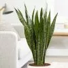 Sansevieria Zeylanica | 24cm Pot -Perennial Plants Sales Store HP30000322 5a59