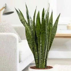 Sansevieria Zeylanica | 24cm Pot