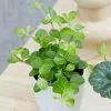Peperomia Bottle Garden / Terrarium Plant | 6cm Pot -Perennial Plants Sales Store HP30000333 2c7d