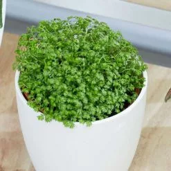 Selaginella Bottle Garden / Terrarium Plant | 6cm Pot