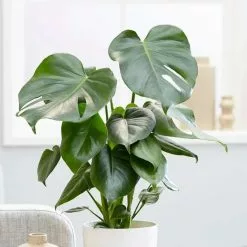 Monstera Deliciosa | 14cm Pot