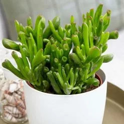 Crassula Ovata Hobbit | 12cm Pot