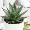 Agave Shaka Zulu | 15cm Pot