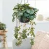 Saxifraga Stolonifera | 14cm Hanging Pot
