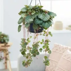 Saxifraga Stolonifera | 14cm Hanging Pot