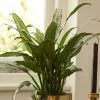 Aglaonema Cutlass | 14cm Pot 1 Aglaonema Cutlass | 14cm Pot -Perennial Plants Sales Store HP30000355 18b7