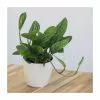 Epipremnum Pinnatum Marble Planet ('PPIEPI003') (PBR) | 14cm Pot 1 Epipremnum Pinnatum Marble Planet ('PPIEPI003') (PBR) | 14cm Pot -Perennial Plants Sales Store HP30000361 6d4a